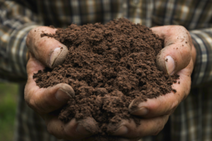 Hands holding soil for gardening