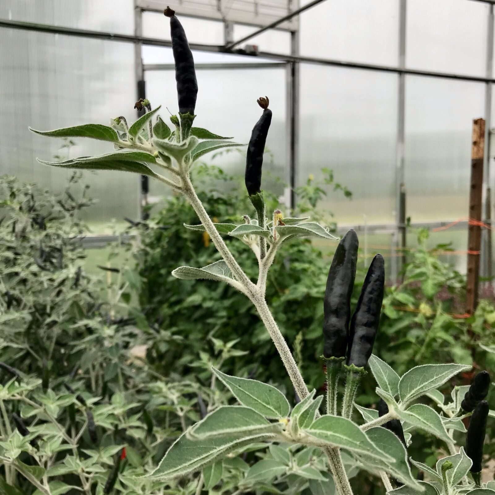 Small black peppers growing on a plant in a greenhouse