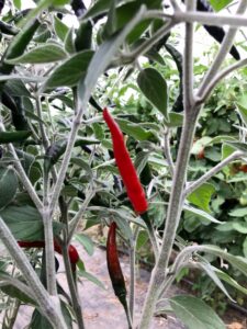 Small red 'Angelica's Little Diablo' peppers growing on a plant