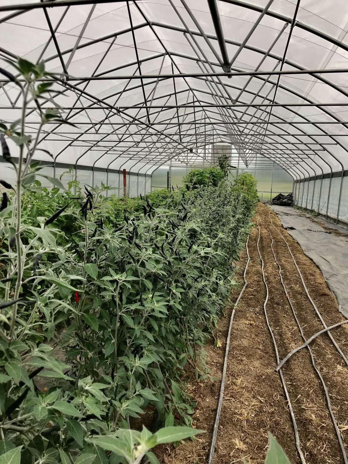 Many pepper plants growing in a large hoop greenhouse