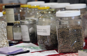 Two rows of large jars full of seed with packets in front of them