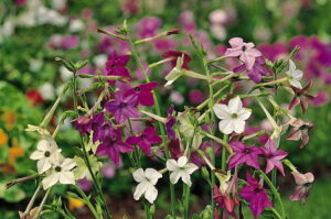 Many small, trumpet-shaped white, purple, and pink flowers in a garden