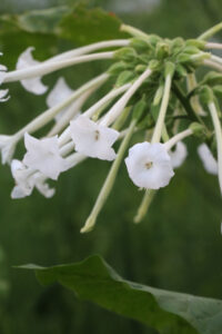 Several long, white, trumpet shaped tobacco flowers growing from a green stem