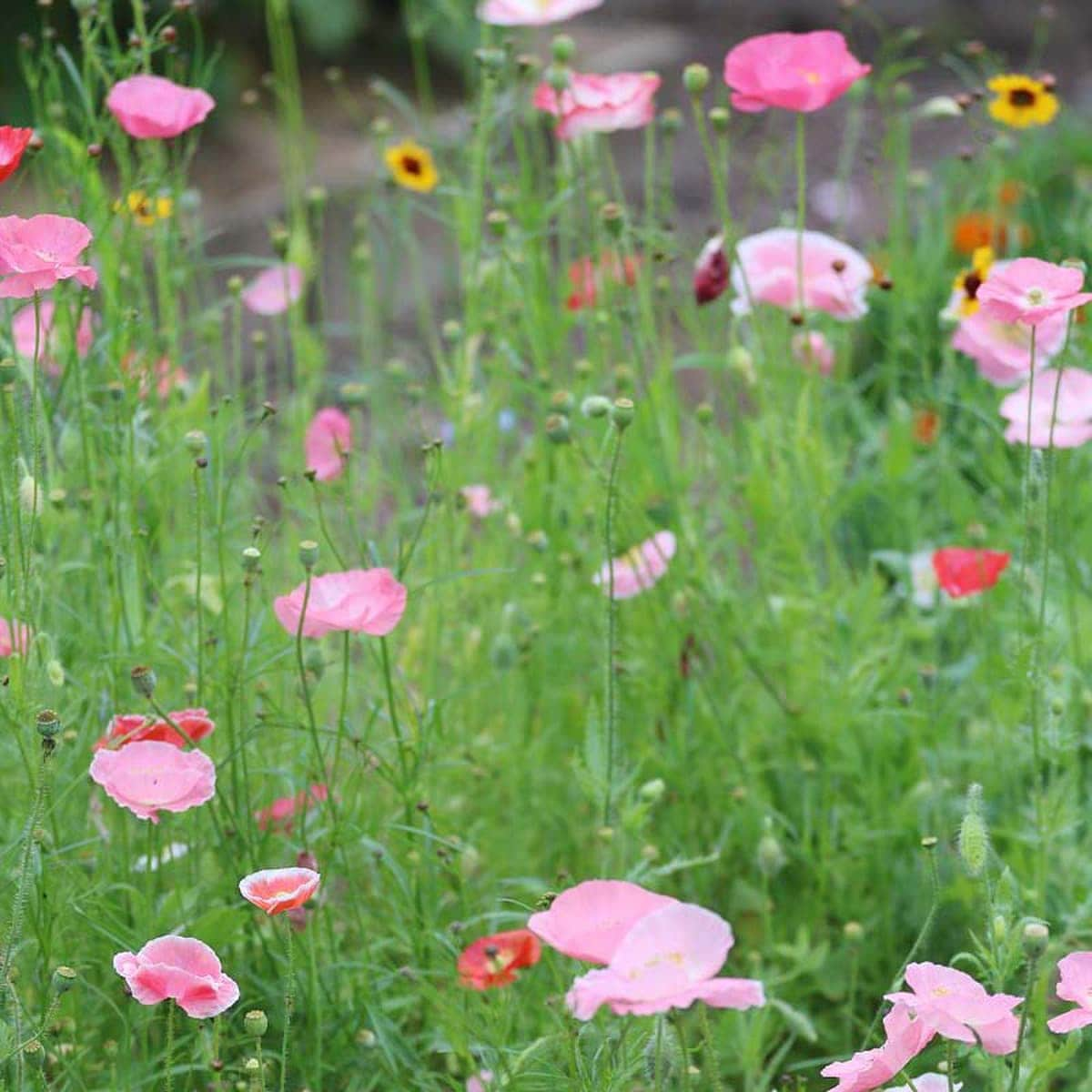 A field of flowers.