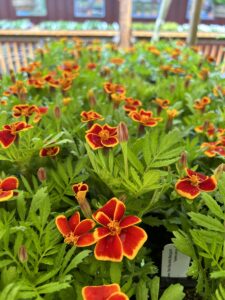 Many orange marigold plants sit on a table