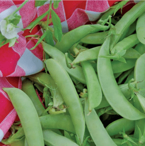 A pile of green snap peas on top of red and white checkered cloth.