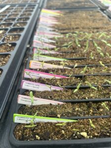 Rows of narrow trays with tiny plants in soil with colorful labels