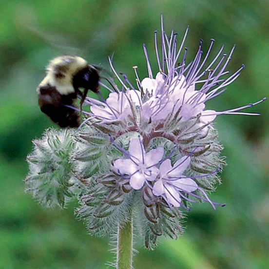 A bee hovers over a purple flower with a green stem.