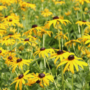 A field of yellow flowers.