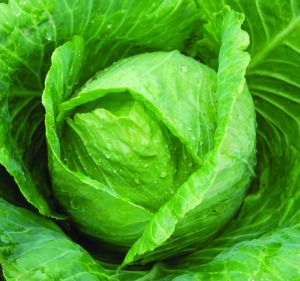 A close up of a green leafy cabbage plant