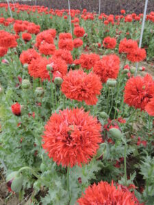 Many red double poppies growing in rows in a garden