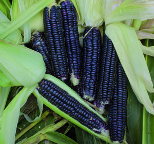 A pile of dark navy corn cobs with green husks peeled back