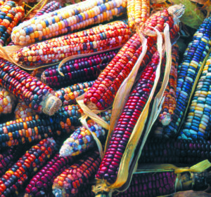 A pile of colorful corn cobs