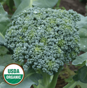 Head of broccoli with the USDA organic seal in the lower left hand corner.