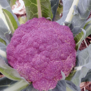 Purple cauliflower head surrounded by green leaves.