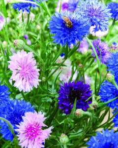 pink, blue, and purple flowers on thin green stems with a bee on a blue flower