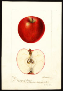 Watercolor depiction of a whole red apple and a cross section of a halved apple.