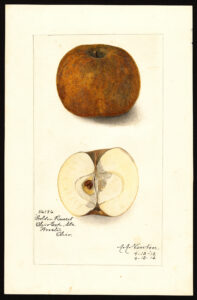 Watercolor depiction of a whole apple and a cross section of a halved apple.