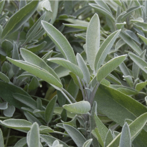 Green plant with long leaves.