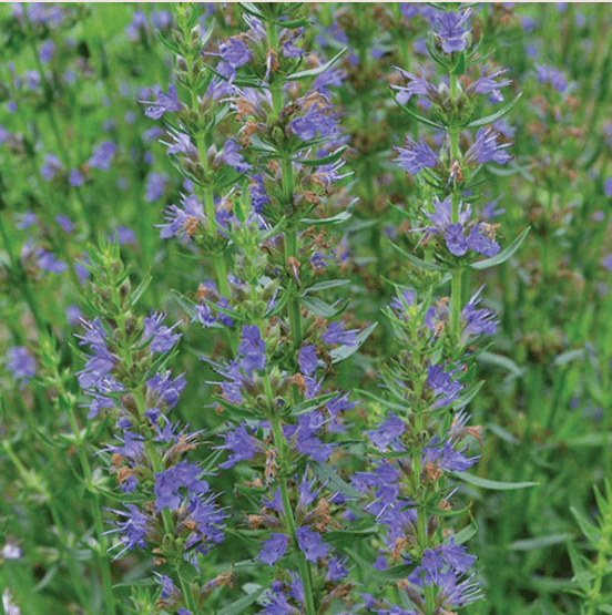 purple flowers with green leaves