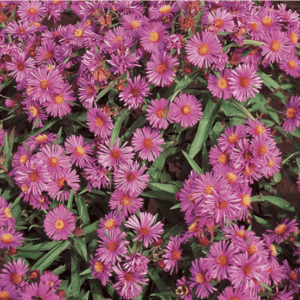 A cluster of light purple flowers with green leaves.