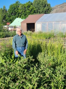 Woman in glasses, long-sleeved shirt, and jeans standing in a field of green comfrey and weld plants. 