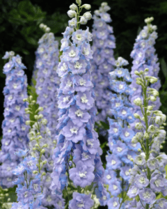 Many tall columns of blue delphinium flowers in a garden