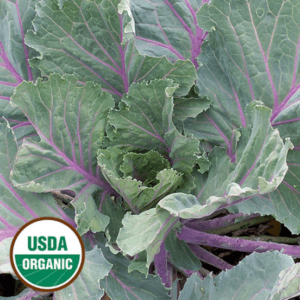 Collard plant with a sticker in the left corner that reads, "USDA Organic".