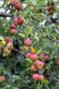 Apples hanging from a treen.