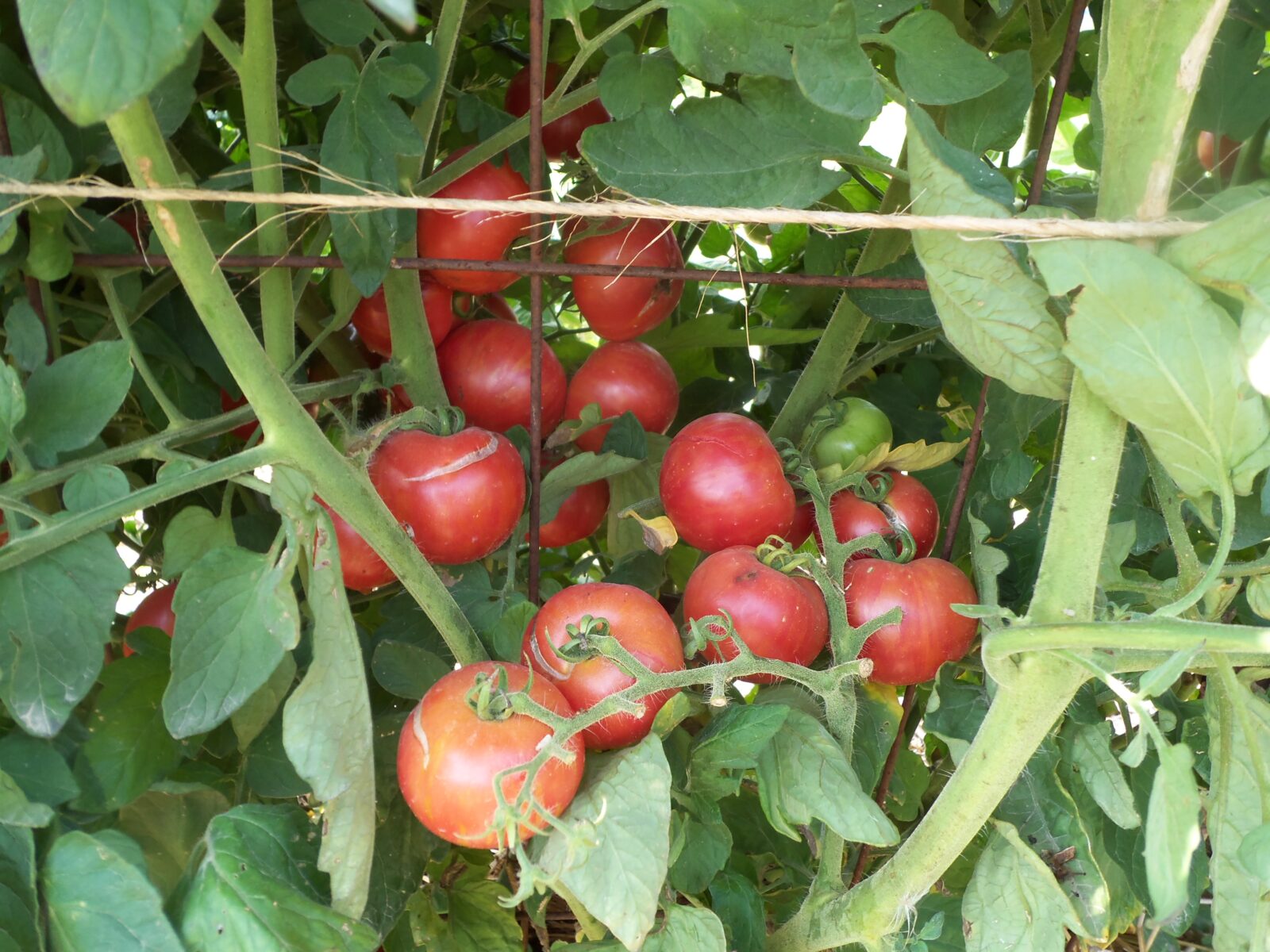 A leafy plant with many red tomatoes growing on it