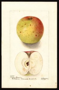 Watercolor depiction of a whole apple and a cross section of a halved apple.