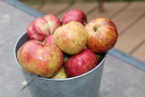 A bucket of apples.