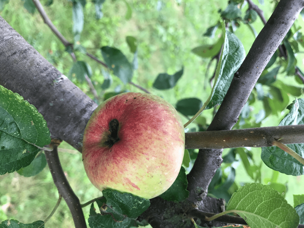 one red-yellow apple nestled in tree boughs