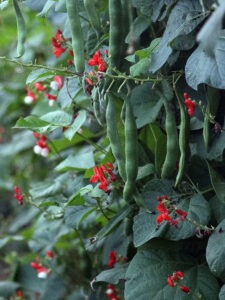 Long, lush, green beans framed by deep-dark leaves and petite, red flowwers. 