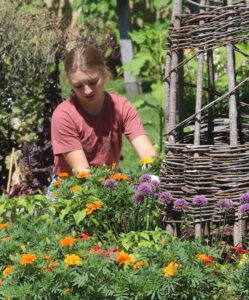 young woman in short-sleeved T-shirt gardens in a flower bed adjacent to a teepee trellis