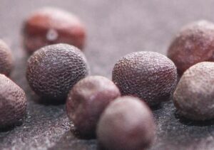 A close up of several round brown seeds on a brown surface