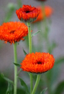 Three bright orange flowers