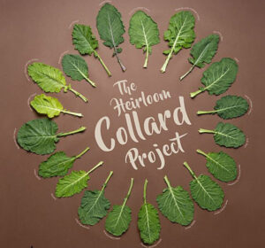 Text reads, "The Heirloom Collard Project"