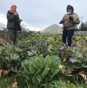 Two people stand in a field of collards.