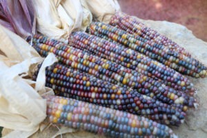 A row of colorful rainbow corn with tan husks peeled back