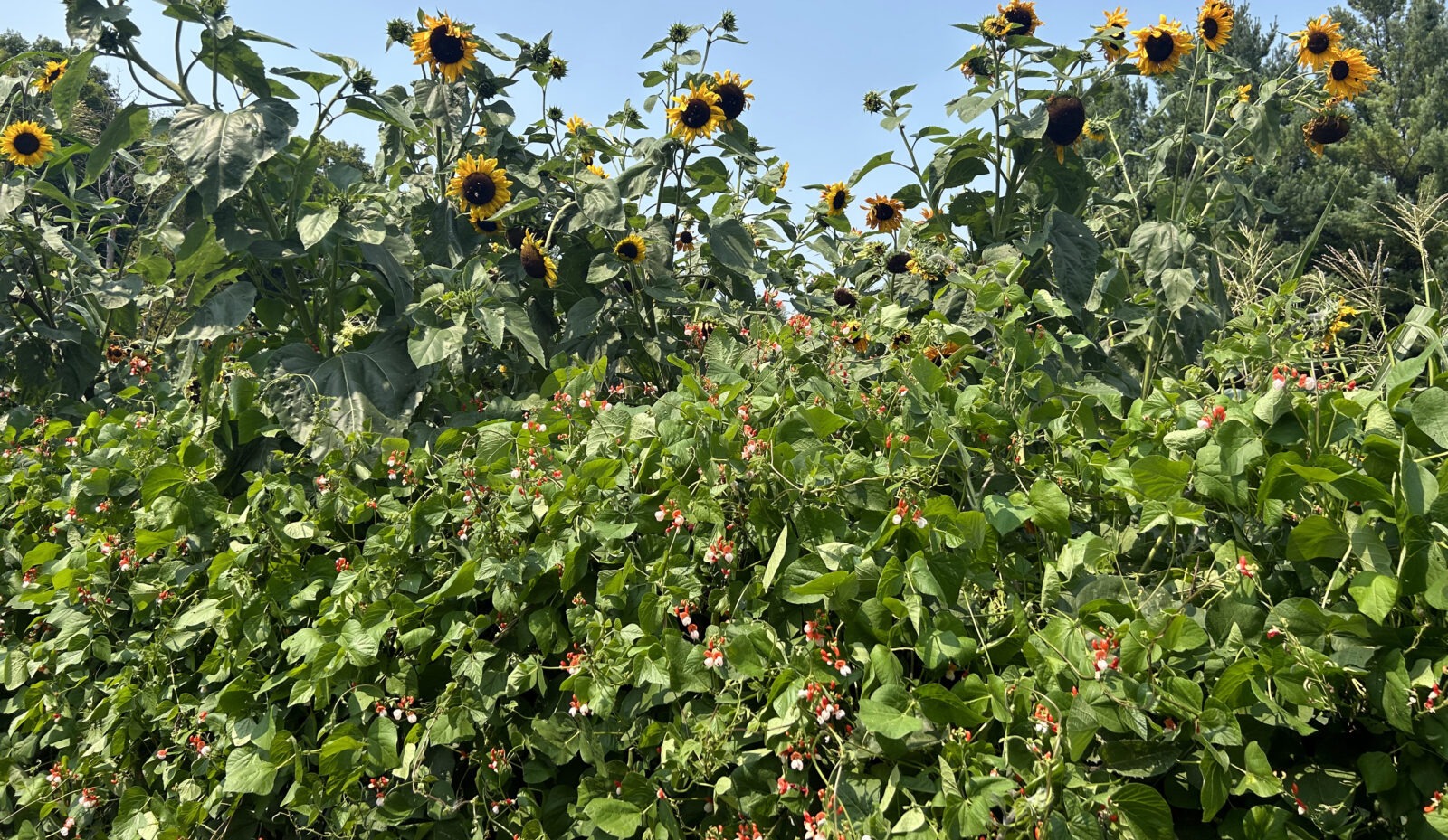 Yellow sunflowers tower over a wall of red-flowering runner beans.