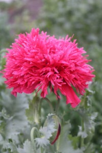 A pink flower with many fluffy petals