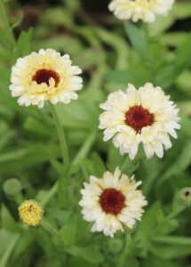 Several white flowers with red centers and leafy foliage