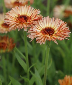 Two flowers with many white/red petals and red centers on green stems