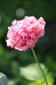 A light pink double bloom poppy flower