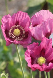 Three magenta-purple breadseed poppies in a garden