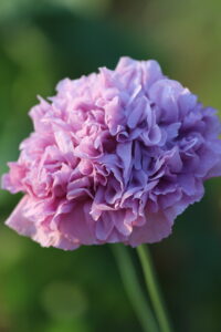 A light purple double petal poppy