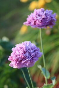 two lavender-colored double-bloomed poppies