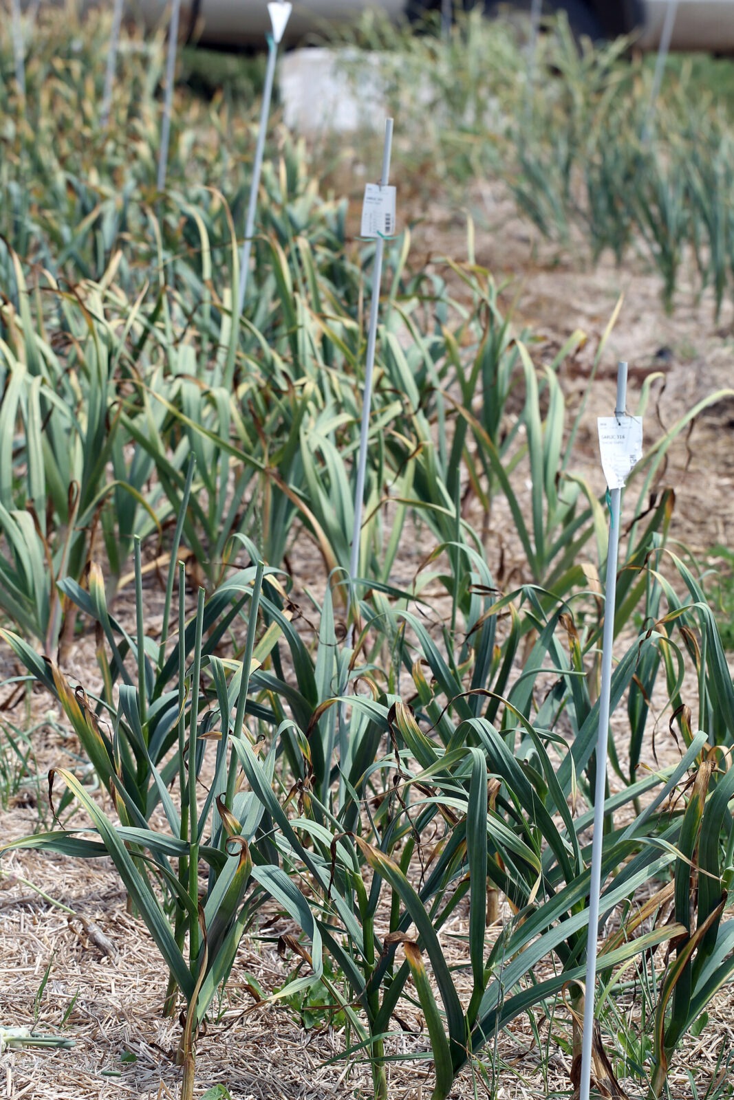 rows of green plants