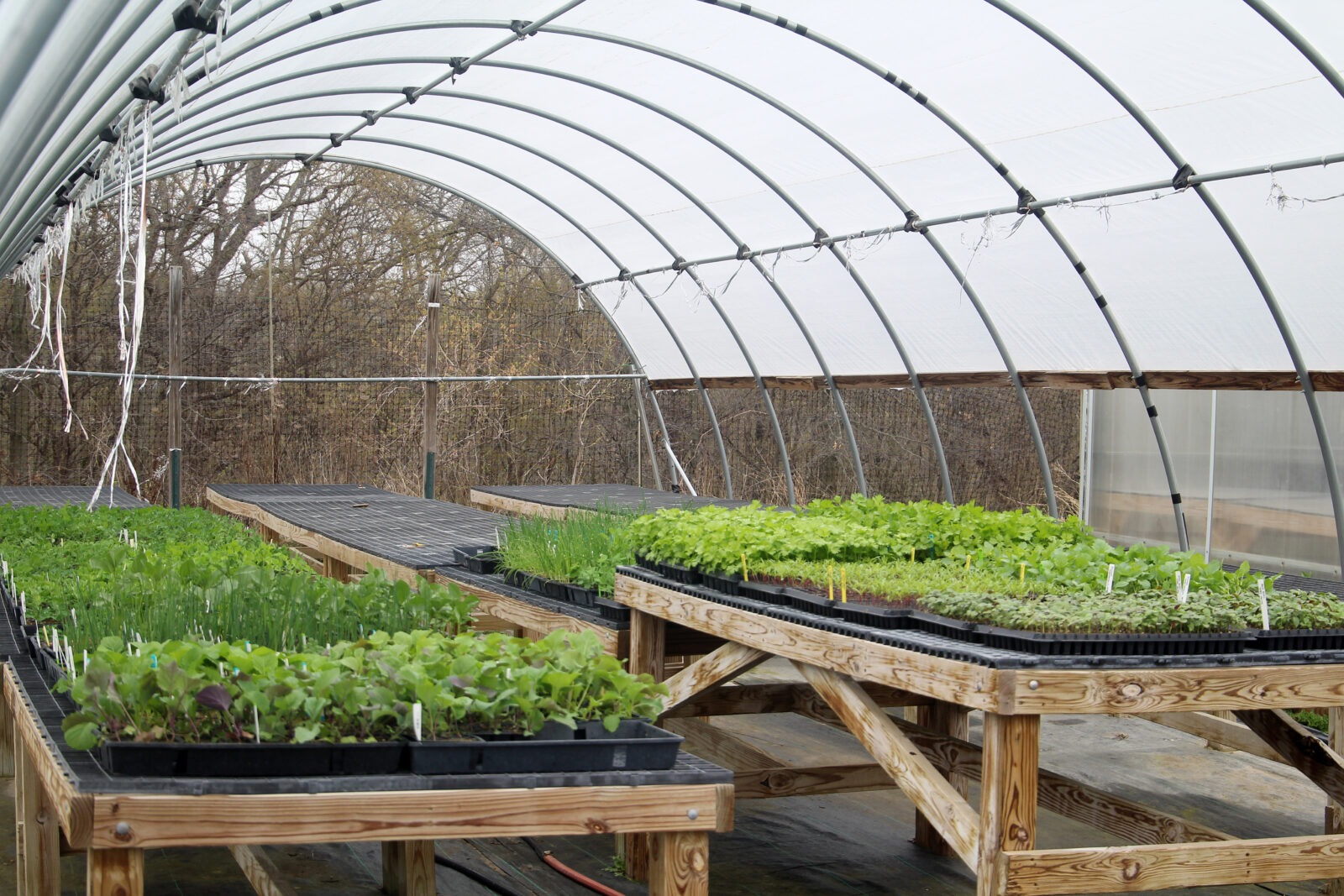 hoop house with trays of green seedlings sitting atop two long wooden tables